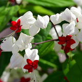 Bleeding Heart Plant Live for Growing in 4 to 9 Inch Height, Clerodendrum Bleeding Heart Live Plant Well Rooted Indoor Outdoor, Bleeding Heart Vine (White Bleeding Heart)