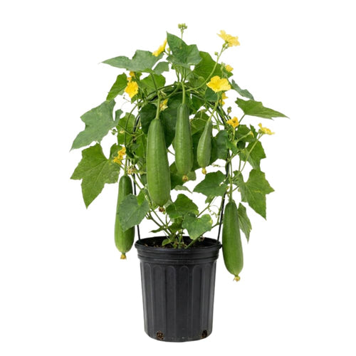 Loofah Plant Live, Luffa Plant Live, Luffa Live Plant, 4-8 Inc Tall, Well Rooted, Climbing Vegetable Vine for Outdoor Growing