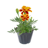 2 Live Marigold Plants for Outside, Orange Yellow Marigold Live Plants Pot 4'' Perennial Blooming