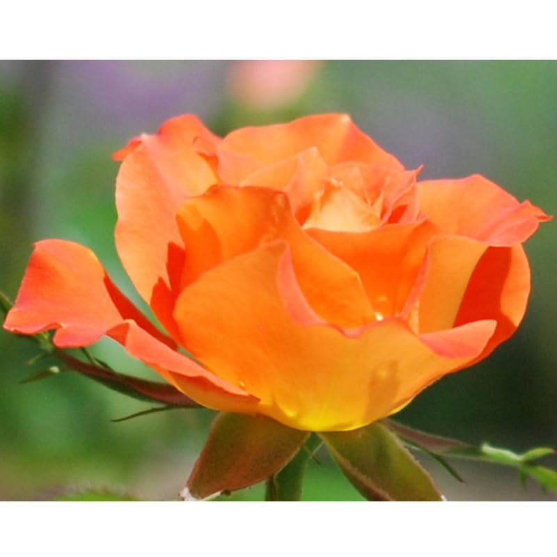 Orange Mini Rose Plant Live, Miniature Rose Bush in 3" Pot, Indoor Outdoor Flowering Plant, Compact Live Rose for Gifts and Gardens