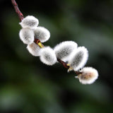 Set 4 Pussy Willow Tree Bare Roots, Flowering Willow Shrub for Landscape, Yard or Outdoor Growing, Bare Roots 6-12 Inch Tall