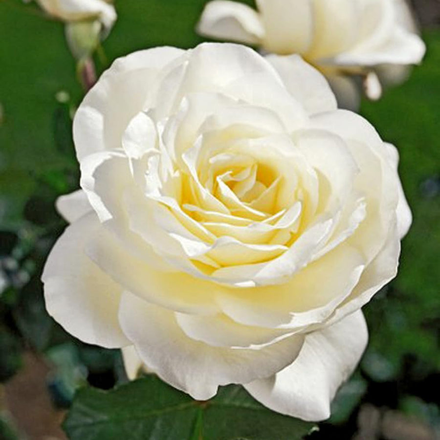 Rare Rose Bush Live Plant - Rose Plant Live to Grow - Bareroot 5-10 Inch Tall - Fragrant Rose Flowers Shrub - No Pot (White Rose)