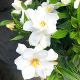 2 Cape Jasmine Plants Live, 5 to 6 Inc Long, Gardenia Plant Live, Frost Proof Gardenia Plant Well Rooted, Zone 6 to 11