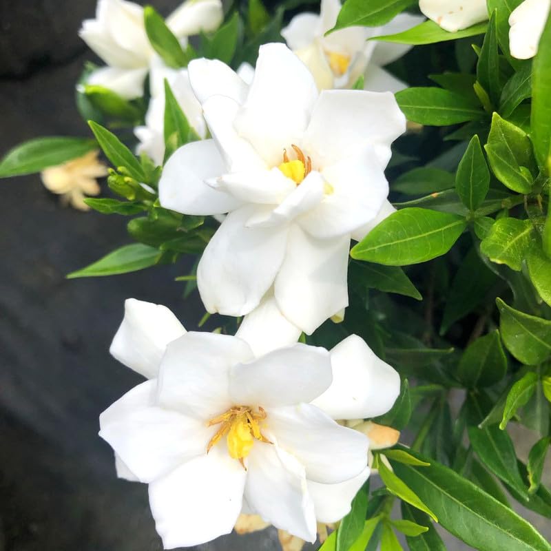 2 Cape Jasmine Plants Live, 5 to 6 Inc Long, Gardenia Plant Live, Frost Proof Gardenia Plant Well Rooted, Zone 6 to 11