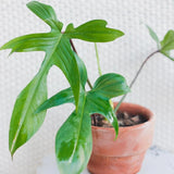 2 Rare Philodendron Live Plants Varieties Collection, Philodendrons Plants Size 5-9 Inc for Indoor Houseplant Décor, Ornamental Tropical Well-Rooted (Green Beauty Philodendron Plants)