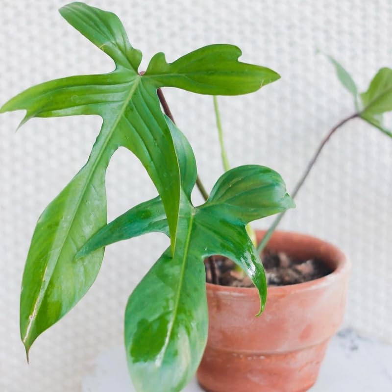 2 Rare Philodendron Live Plants Varieties Collection, Philodendrons Plants Size 5-9 Inc for Indoor Houseplant Décor, Ornamental Tropical Well-Rooted (Green Beauty Philodendron Plants)