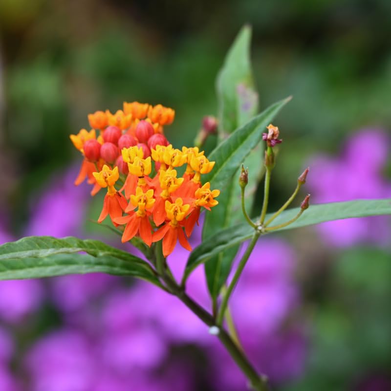 3 Live Milkweed Plants, Red Asclepias Tuberosa Plant, Butterfly Milkweed Plants Live for Growing Indoor Outdoor