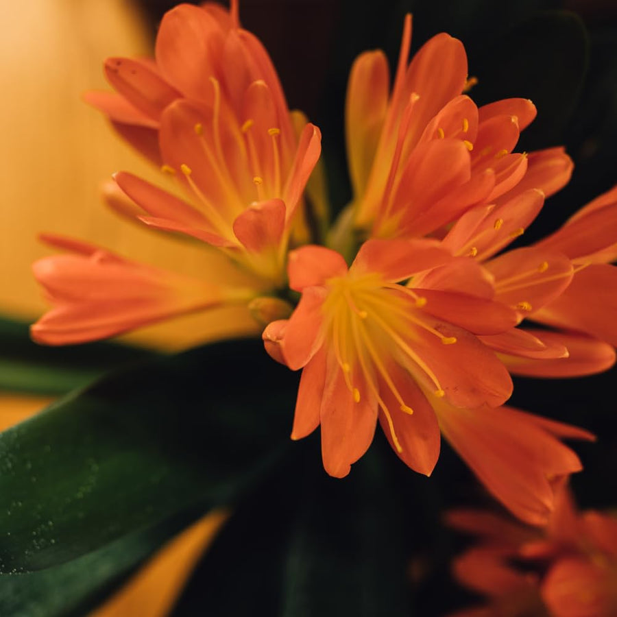 Orange Clivia Plant Live, Clivia Flower Plant, 6-8 Inches Tall in 6 Inches Pot, Bush Lily Plant for Outdoor Garden