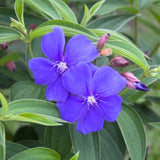 Lot 4 Blue Tibouchina Plants Live for Planting 5 to 8 Inch Tall, Fragrant Tibouchina Bush Live Plants
