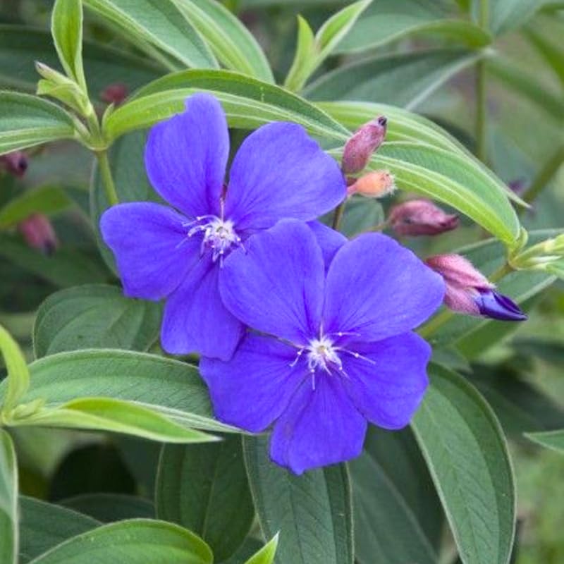 Lot 4 Blue Tibouchina Plants Live for Planting 5 to 8 Inch Tall, Fragrant Tibouchina Bush Live Plants