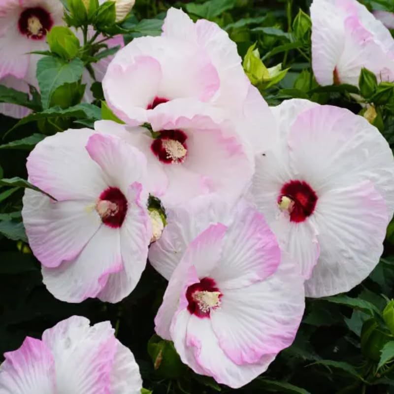 Pink Hibiscus Plant Live, Hardy Hibiscus Flowers for Outdoor Landscapes, 5-9 Inch Height, Ornamental Hibiscus Bush Shrub, Well-Rooted, No Pot