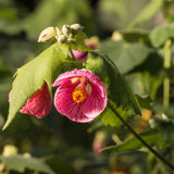 Pink Abutilon Live Plant, Abutilon Flowering Vine, Trailing Lantern Flower Well Rooted 5-7 Inch Tall