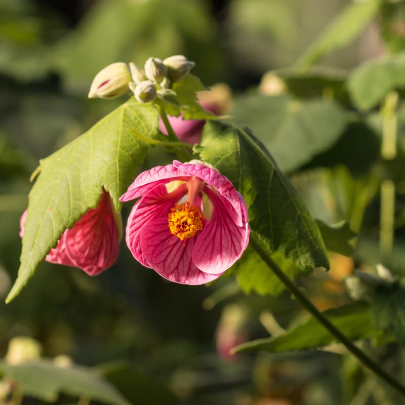 Pink Abutilon Live Plant, Abutilon Flowering Vine, Trailing Lantern Flower Well Rooted 5-7 Inch Tall