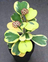 Hoya Plant Live, Variegated Kerri Hoya in 4'' Pot, Rare Heart-Shaped Succulent Vine with Cream and Green Leaves, Live Indoor Houseplant