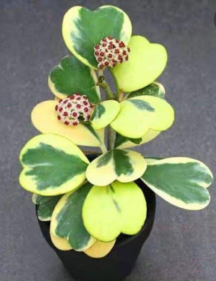 Hoya Plant Live, Variegated Kerri Hoya in 4'' Pot, Rare Heart-Shaped Succulent Vine with Cream and Green Leaves, Live Indoor Houseplant