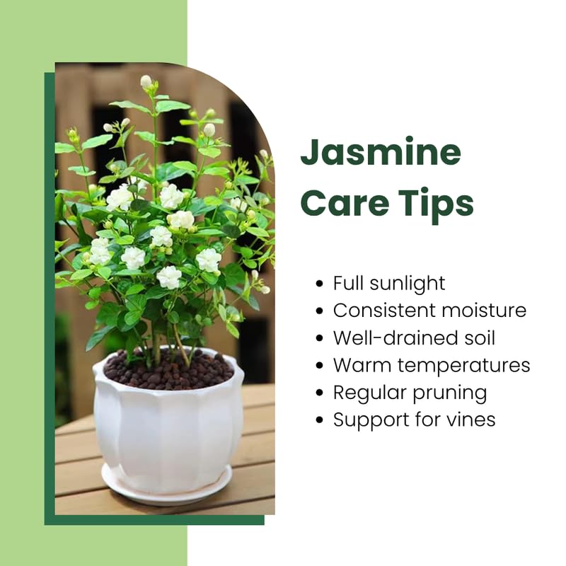 Grand Duke Jasmine Plant Live, Arabian Jasmine Flowering Vine Plant 4-9 Inch, Climbing Jasmines Well Rooted Houseplant Indoor Outdoor