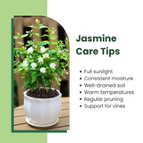Tropical Double Jasmine Plant Live, Arabian Jasmine Flowering Vine Plant 4-9 Inch, Climbing Jasmines Well Rooted Houseplant Indoor Outdoor