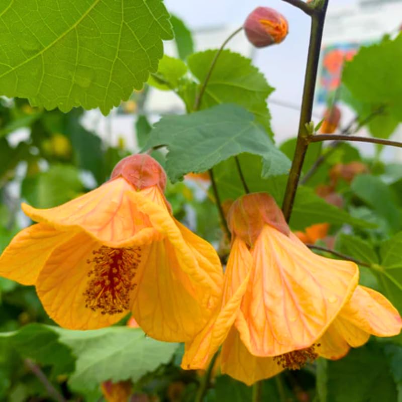 Yellow Abutilon Live Plant, Abutilon Flowering Vine, Trailing Lantern Flower Well Rooted 5-7 Inch Tall