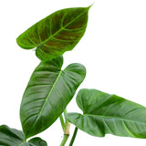 2 Rare Philodendron Live Plants Varieties Collection, Philodendrons Plants Size 5-9 Inc for Indoor Houseplant Décor, Ornamental Tropical Well-Rooted (Climber Philodendron Plants)