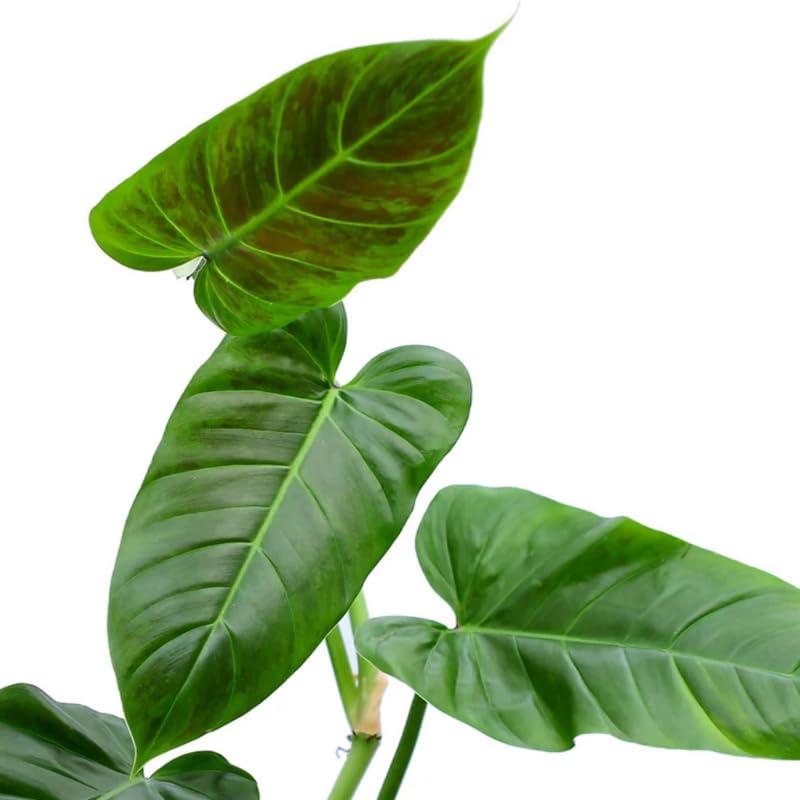 2 Rare Philodendron Live Plants Varieties Collection, Philodendrons Plants Size 5-9 Inc for Indoor Houseplant Décor, Ornamental Tropical Well-Rooted (Climber Philodendron Plants)