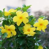 2 Yellow Mandevilla Live Plants, Mandevilla Flowering Vines Trellis, 4-9 Inch Tall Plants for Hanging Baskets, Container and Garden Growing