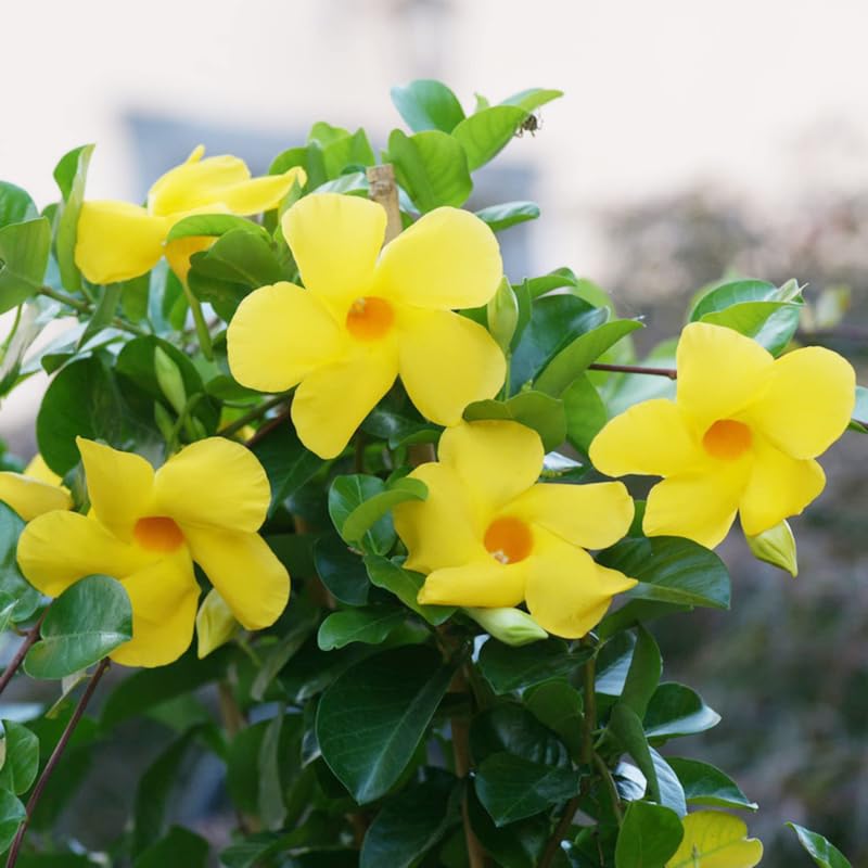2 Yellow Mandevilla Live Plants, Mandevilla Flowering Vines Trellis, 4-9 Inch Tall Plants for Hanging Baskets, Container and Garden Growing