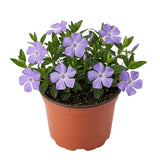 3 Live Vinca Minor Vine Plants, Periwinkle Ground Cover Plant 4 Inch Pot, Trailing Vinca Plant for Garden Borders, Landscape Beds or Outdoor Growing