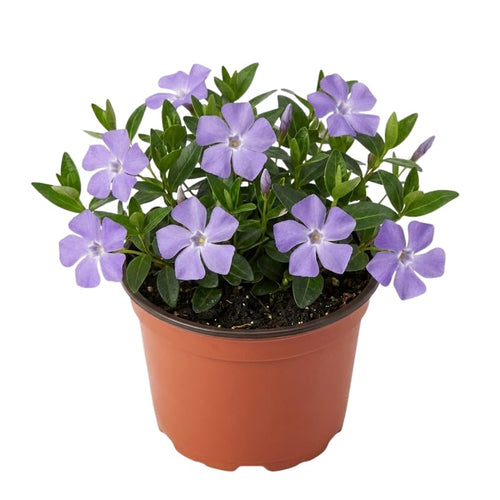 3 Live Vinca Minor Vine Plants, Periwinkle Ground Cover Plant 4 Inch Pot, Trailing Vinca Plant for Garden Borders, Landscape Beds or Outdoor Growing