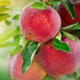1 Apple Tree Live Plant, Bareroot 2-3 Feet Tall, Honey Crisp Apple Plant Live for Planting, Live Apple Tree Plant, Apple Fruit Tree