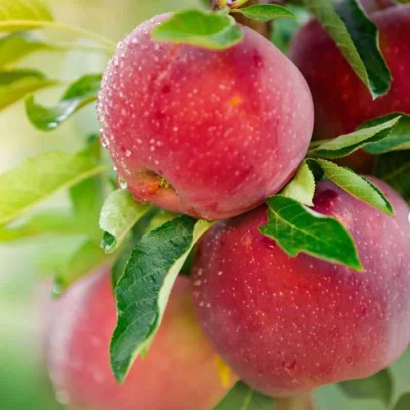 1 Apple Tree Live Plant, Bareroot 2-3 Feet Tall, Honey Crisp Apple Plant Live for Planting, Live Apple Tree Plant, Apple Fruit Tree