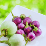 100 Mix Round Eggplant Seeds for Planting, Eggplants Seeds, Vegetable Plant Garden