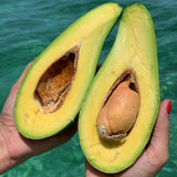 3 Years Old Avocado Tree Live Plant Grafted Air-Layered Ready to Bear Fruit, 3 Ft Cold Hardy Avocados Plant Tropical, Long Neck Avocado