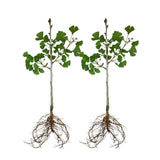 Set of 2 Ginkgo Trees Live Plants, 6-12 Inches Tall, Ginkgo Plant in Quart Pot, Hardy Landscape Trees with Golden Fall Leaves