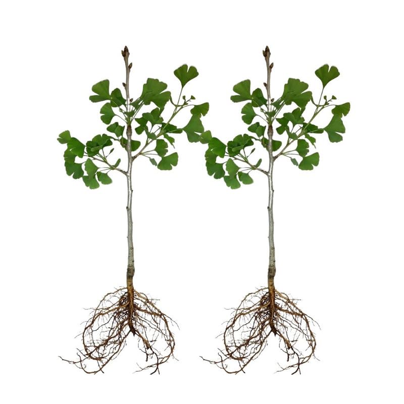 Set of 2 Ginkgo Trees Live Plants, 6-12 Inches Tall, Ginkgo Plant in Quart Pot, Hardy Landscape Trees with Golden Fall Leaves