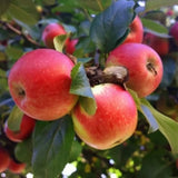 2-3 Ft Apple Tree Live Plant, Apple Fruit Plant Bare Root for Backyard Orchard Home Garden, Sweet Fruit