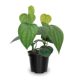 Piper Nigrum Plant Live, 4 to 6 Inches Tall, Black Pepper Plant Tree Live for Garden