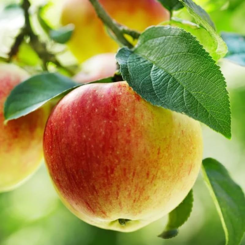 2-3 Feet Apple Tree Live Plant, Honey Crisp Apple Plant Live for Planting, Bareroot Apple Fruit Tree