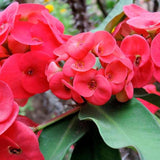 Euphorbia Crown of Thorns Plant, Hardy Perennial Succulent Plant 3-5 Inches, Vibrant Red Flowers, Gardens and Indoor Planting