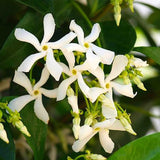 3 Star Jasmine Plants Live, 5 to 6 Inc Long, Green Jasmine Flower Plant Indoor Live