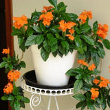 Pack of 4 Orange Crossandra Plants, 3-5 inch Tall Crossandra Plant Live for Planting Outdoor, Perennial Tropical Flower Plants