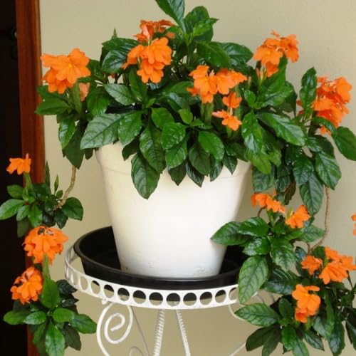 Pack of 4 Orange Crossandra Plants, 3-5 inch Tall Crossandra Plant Live for Planting Outdoor, Perennial Tropical Flower Plants