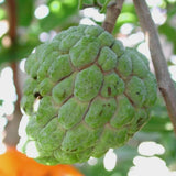 Custard Sugar Apple Tree Live Plant, Annona Squamosa Size 8-10 Inches in Half Gallon Pot, No CA