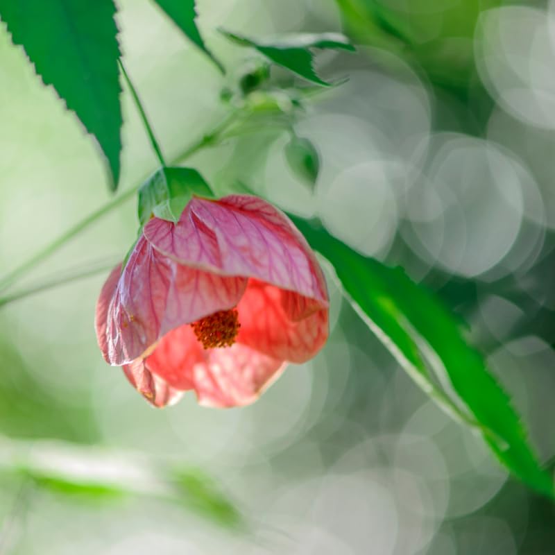 3 Abutilon Plants Live to Grow 5 to 9 Inch Tall, Lantern Abutilon Flowering Live Plants, Ornamental Abutilon Well Rooted Plug (Orange Abutilon Plants)