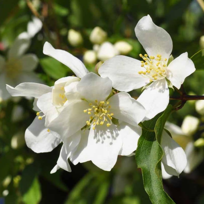 Mock Orange Shrub Live Plant, Gallon Pot, 10-16" Tall, White Philadelphus Mock Orange Live Plant to Grow