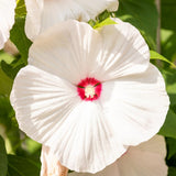 Set 2 Hibiscus Plants Live, Perennial Hibiscus Flower Trees 5-9 Inches, Outdoor Garden Planting