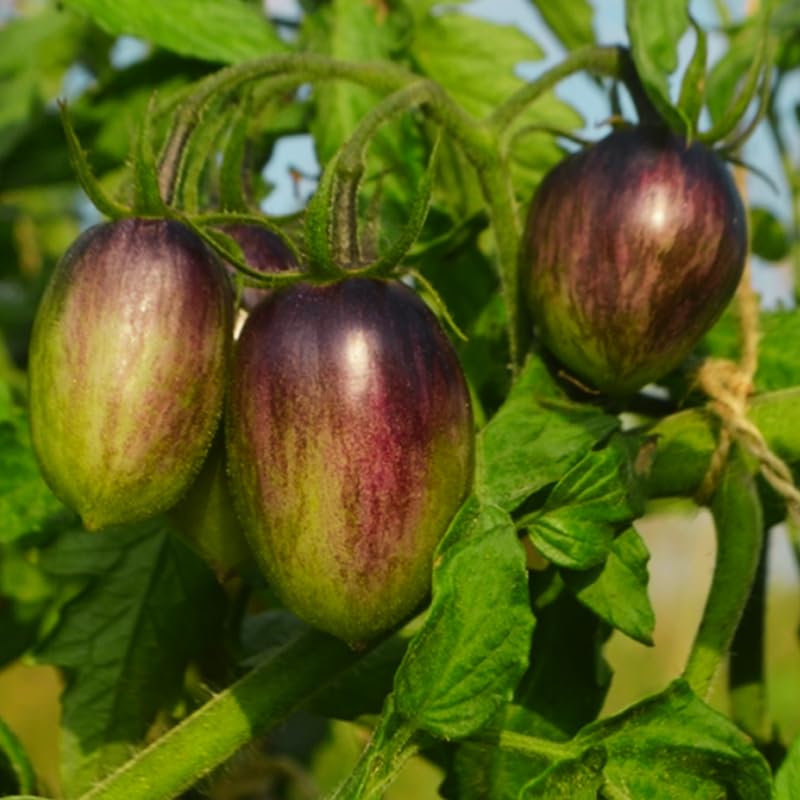 25 Grape Tomato Seeds, Vibrant Tomato Plant Seeds for Planting Outdoor Garrden