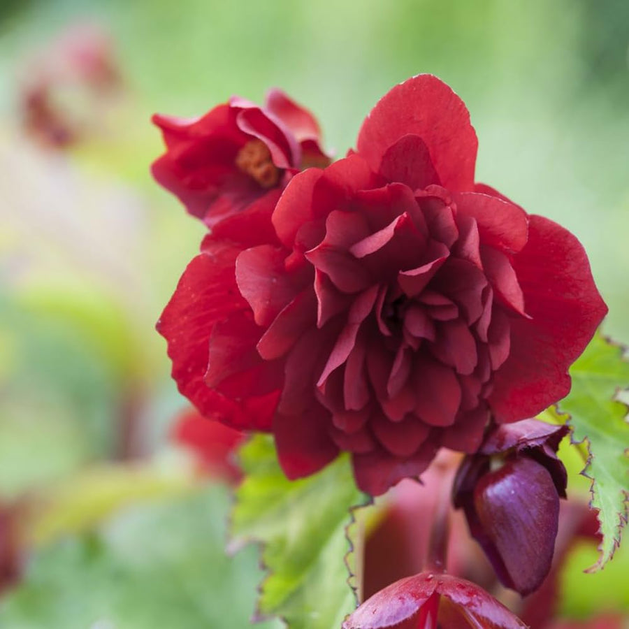 3 Red Begonia Live Plants, Begonia Flowering Plants, Flowers Outdoor Garden 4 Inches