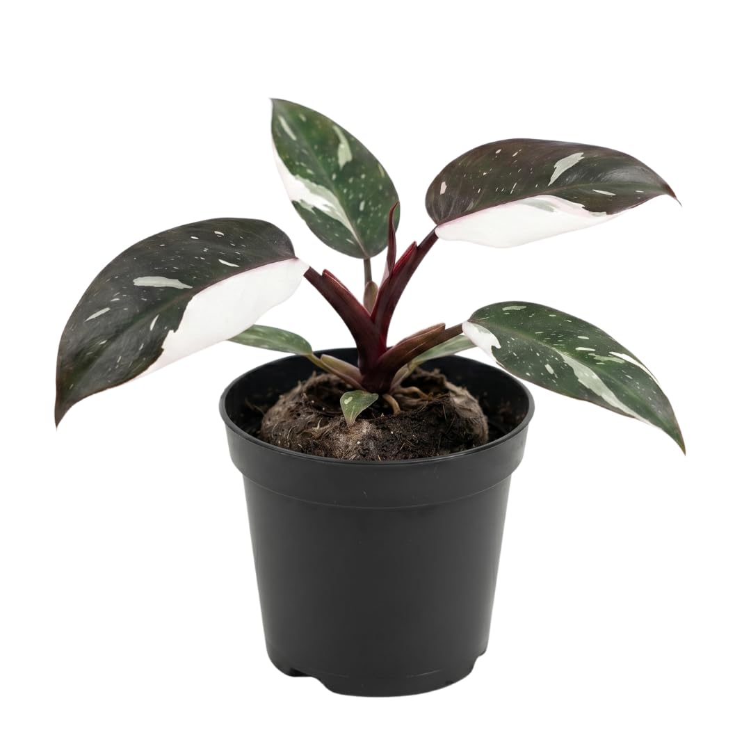 Set of 2 Live White Green Philodendron Plants in 4 Inch Pots, Tropical Indoor Houseplants with Variegated Foliage, Ready to Grow