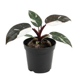 Set of 2 Live White Green Philodendron Plants in 4 Inch Pots, Tropical Indoor Houseplants with Variegated Foliage, Ready to Grow