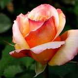 Rose Bush Live Plant Indoor Outdoor, 5-9 Inch Tall, Fragrant Rose Plant Live for Planting, Ornamental Flowers Well Rooted Starter Plant (Sunset Rose)